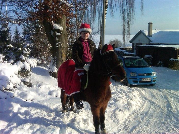 Tysk Sportspony Lillelunds Mister lover - nisse på nisse hest billede 2
