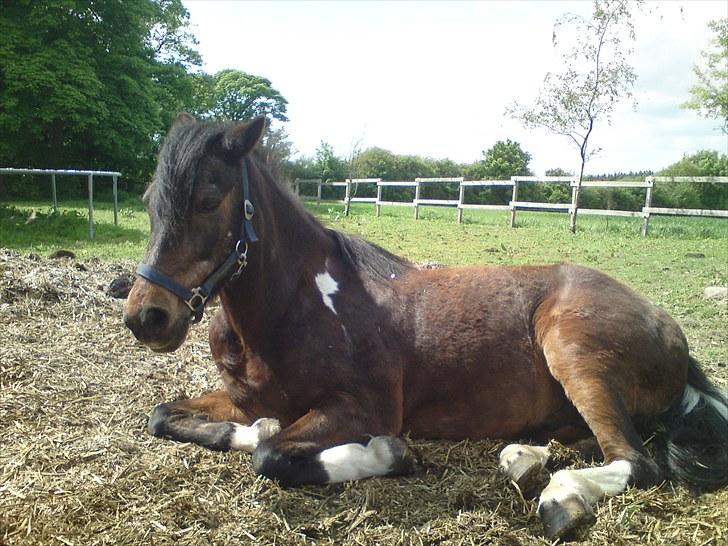 Tysk Sportspony Lillelunds Mister lover - Mister der slapper af på fold <3 billede 4