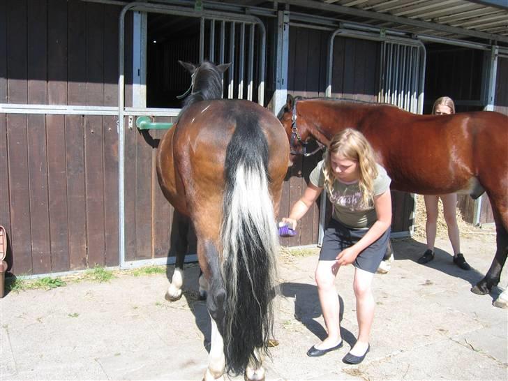 Tysk Sportspony Lillelunds Mister lover - mig og mister til strigle konkurence på ridelejr 2009 billede 5