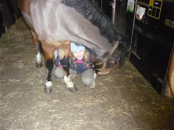 Tysk Sportspony Lillelunds Mister lover - hej Rebekka billede 7