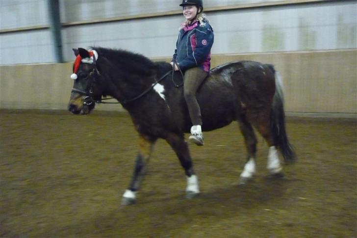 Tysk Sportspony Lillelunds Mister lover - Mister har nisse hue på billede 8