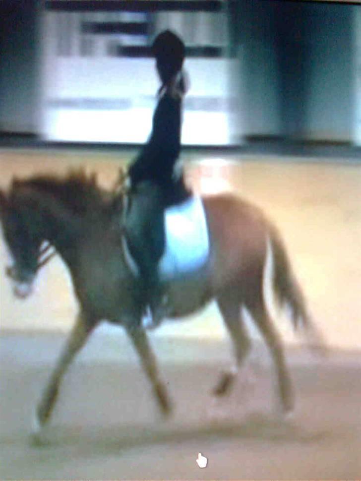 Anden særlig race Rosa R.I.P - taget  på video.. billede 19