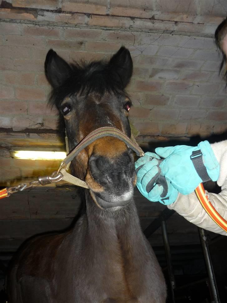 Tysk Sportspony Lillelunds Mister lover - nuttet billede 10