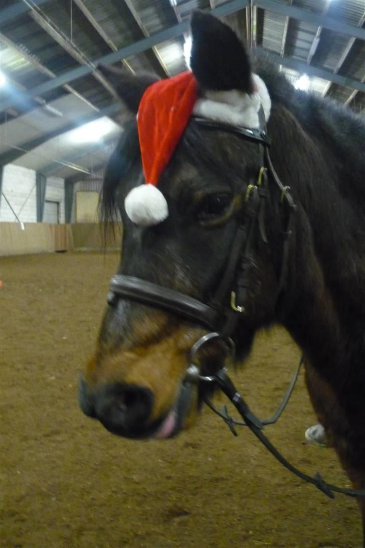 Tysk Sportspony Lillelunds Mister lover - Min nisse-pony billede 11