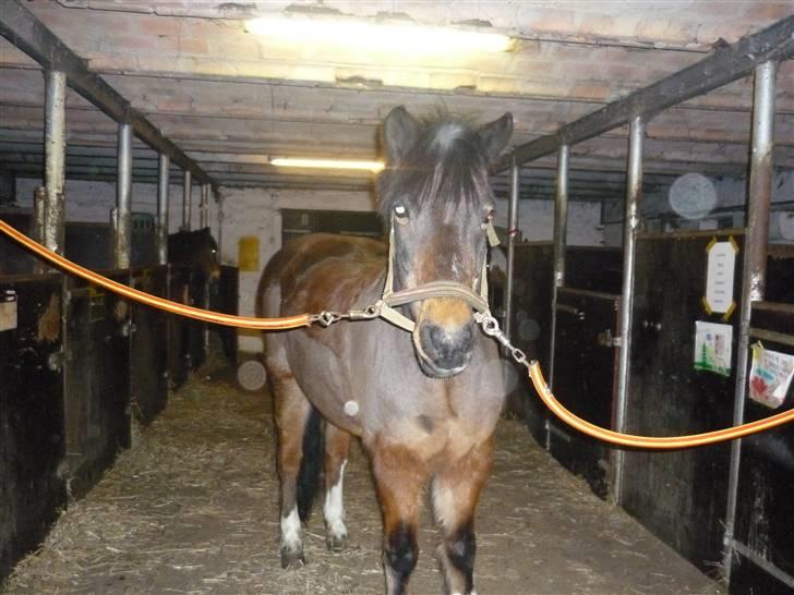 Tysk Sportspony Lillelunds Mister lover - tager du et billede ? billede 12