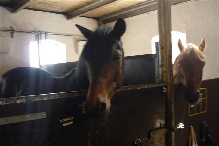 Tysk Sportspony Lillelunds Mister lover - mister i sin boks på ridelejr 2009 billede 13