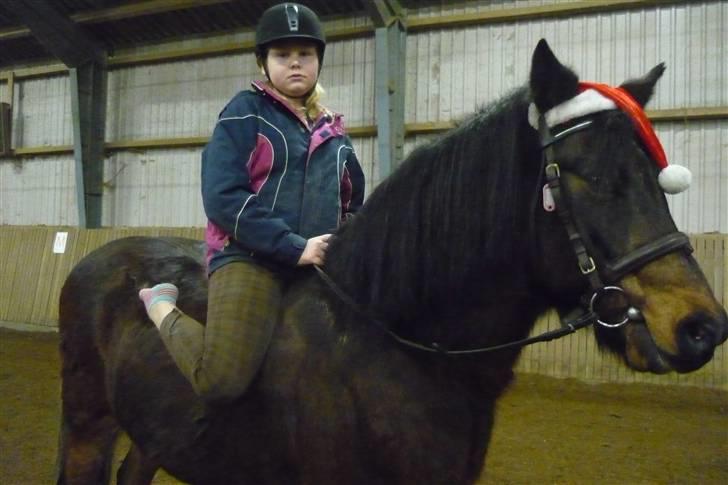 Tysk Sportspony Lillelunds Mister lover - Nuller billede 14