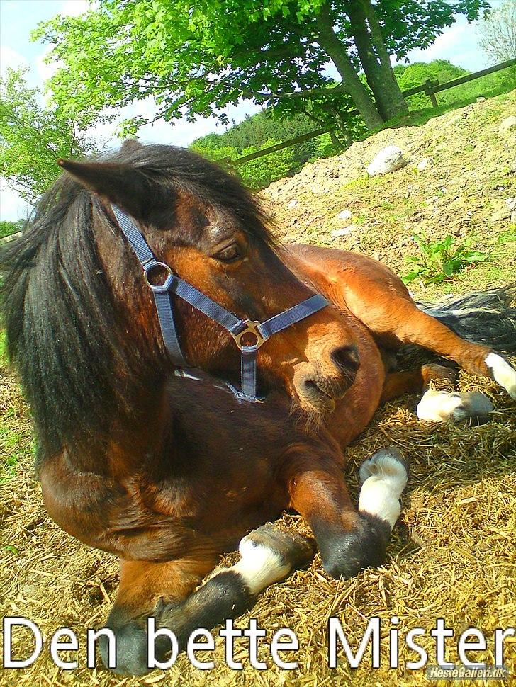 Tysk Sportspony Lillelunds Mister lover - et par dage efter jeg havde fået ham billede 15