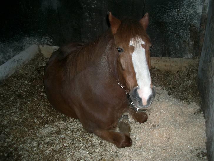 Welsh Pony af Cob-type (sec C) | Hannibal  | *Savle* <33 - Velkommen til (Trommehvirvel) HANNIBAL <33 :D Fotograf: Mig selv billede 1