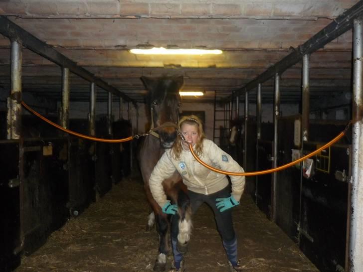 Tysk Sportspony Lillelunds Mister lover - sej beslagsmed billede 17