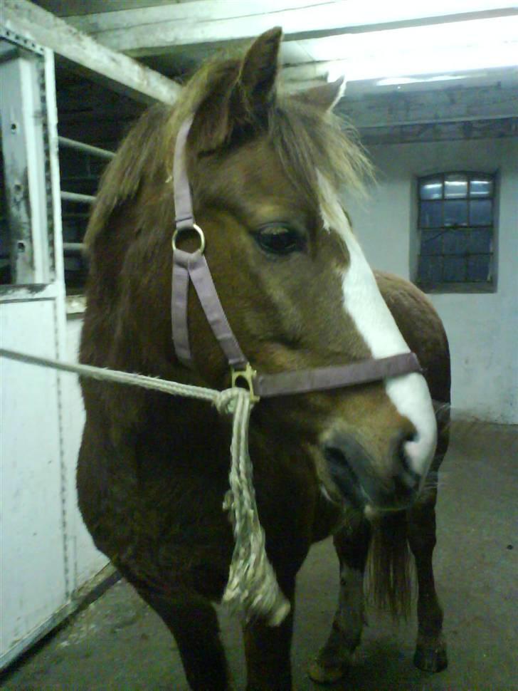 Welsh Pony af Cob-type (sec C) | Hannibal  | *Savle* <33 - Fordi du er min forever!! Fotograf: Camilla, tak!<3 billede 5