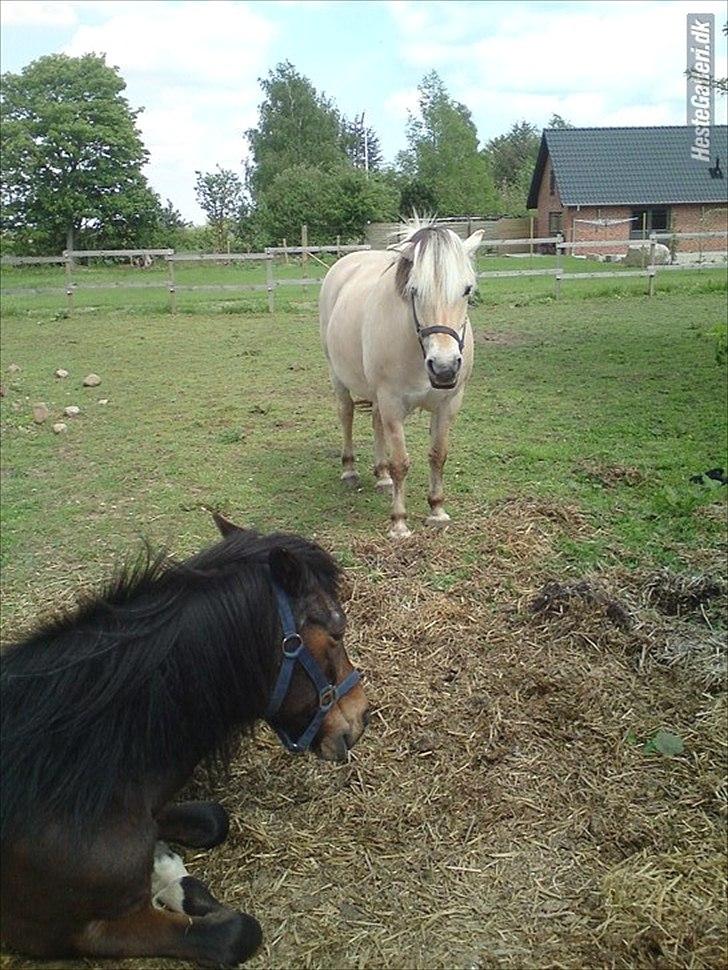 Tysk Sportspony Lillelunds Mister lover - Tawra vi håber på at det ikke blev et farvel men et vi ses :´( <3 billede 18