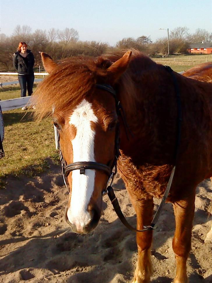 Welsh Pony af Cob-type (sec C) | Hannibal  | *Savle* <33 - Skøn efterårsdag! <3 Fotograf: Miig :D billede 10