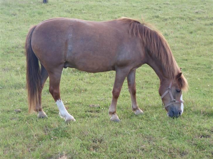 Welsh Pony af Cob-type (sec C) | Hannibal  | *Savle* <33 - Trolden på fold :I´ <3 Fotograf: Miig xD billede 12