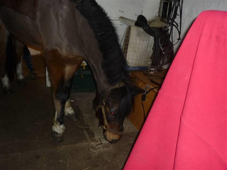 Tysk Sportspony Lillelunds Mister lover - er der også mad herinde billede 19