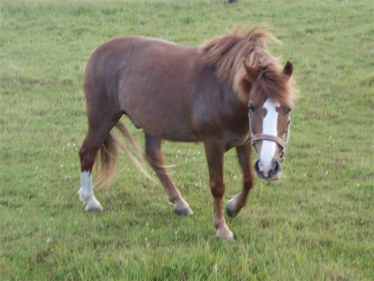 Welsh Pony af Cob-type (sec C) | Hannibal  | *Savle* <33 - Folden :D Fotograf: Moi 8D billede 14
