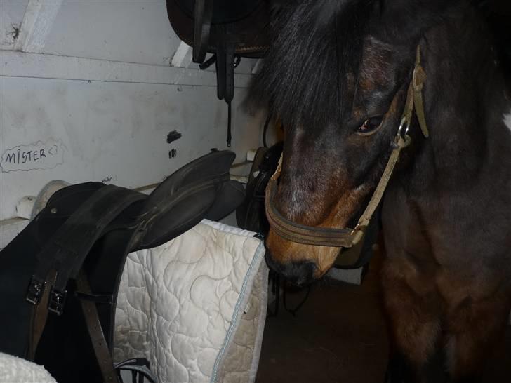 Tysk Sportspony Lillelunds Mister lover - er det her min? ja det er der står mister på væggen billede 20