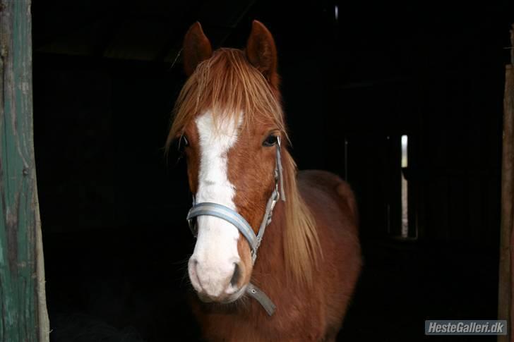 Anden særlig race Wareno - Velkommen! :D billede 1
