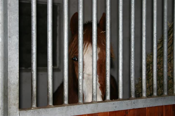 Anden særlig race Wareno - Jeg er kommet til en ny boks..  billede 2