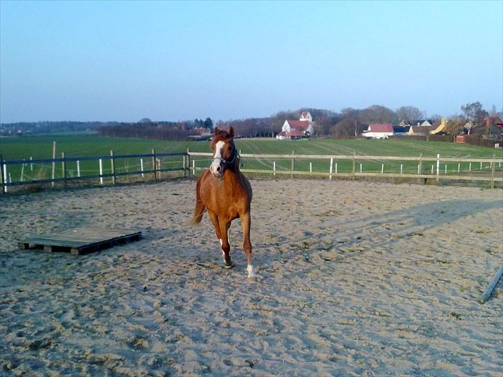 Anden særlig race Wareno billede 3