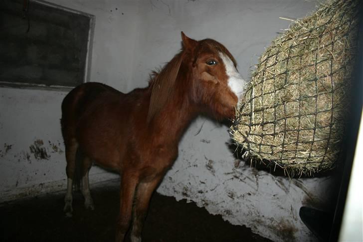 Anden særlig race Wareno - hmmm ... wrap og hø billede 4