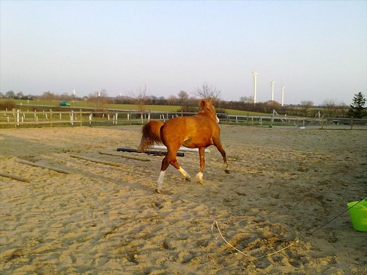 Anden særlig race Wareno billede 5