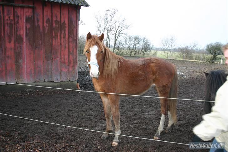 Anden særlig race Wareno - sådan så han ud da v fik ham. billede 6