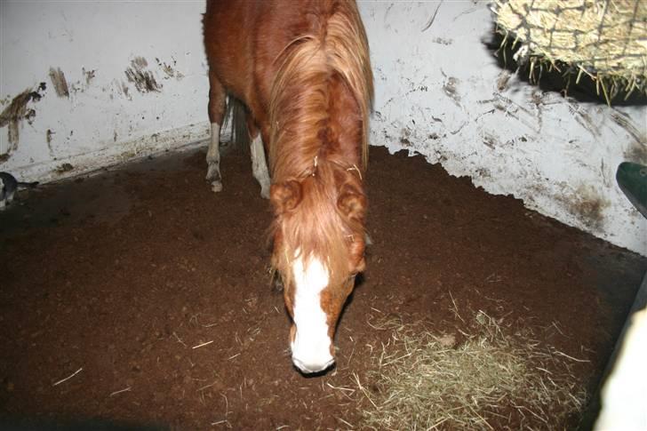 Anden særlig race Wareno - Hov.. er det tørv..  billede 7