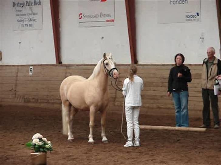 Palomino Max Edslev - SOLGT - Fra vallakklassen i PSA - som Max vandt:-) billede 16