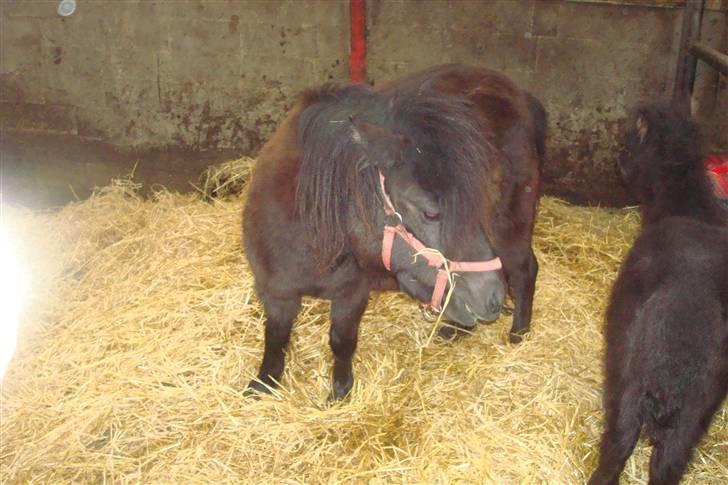 Shetlænder Sandbjerggårds Polle billede 8