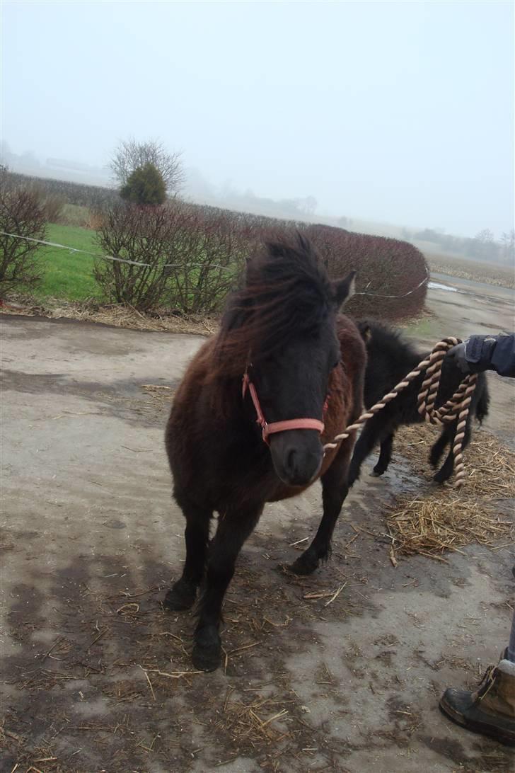 Shetlænder Sandbjerggårds Polle - Min lille fotomodel..:) billede 9