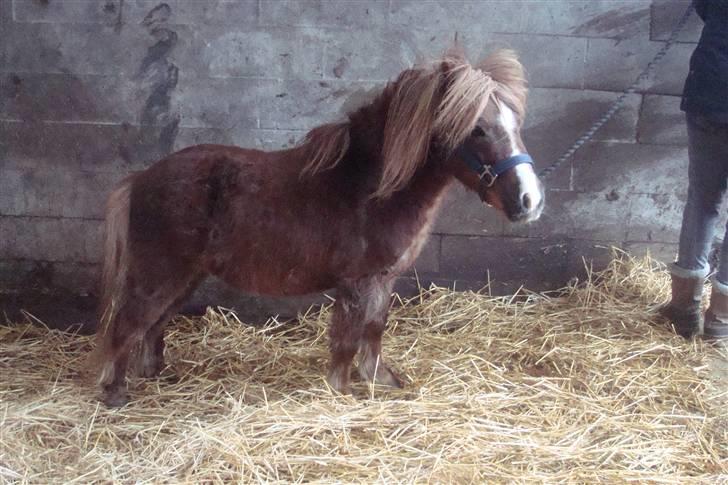 Shetlænder Sandbjerggårds Rasmus*Solgt* - Fotomodellen :) Står rigtig sødt(roligt og venter på Randi får åbnet lågen billede 6