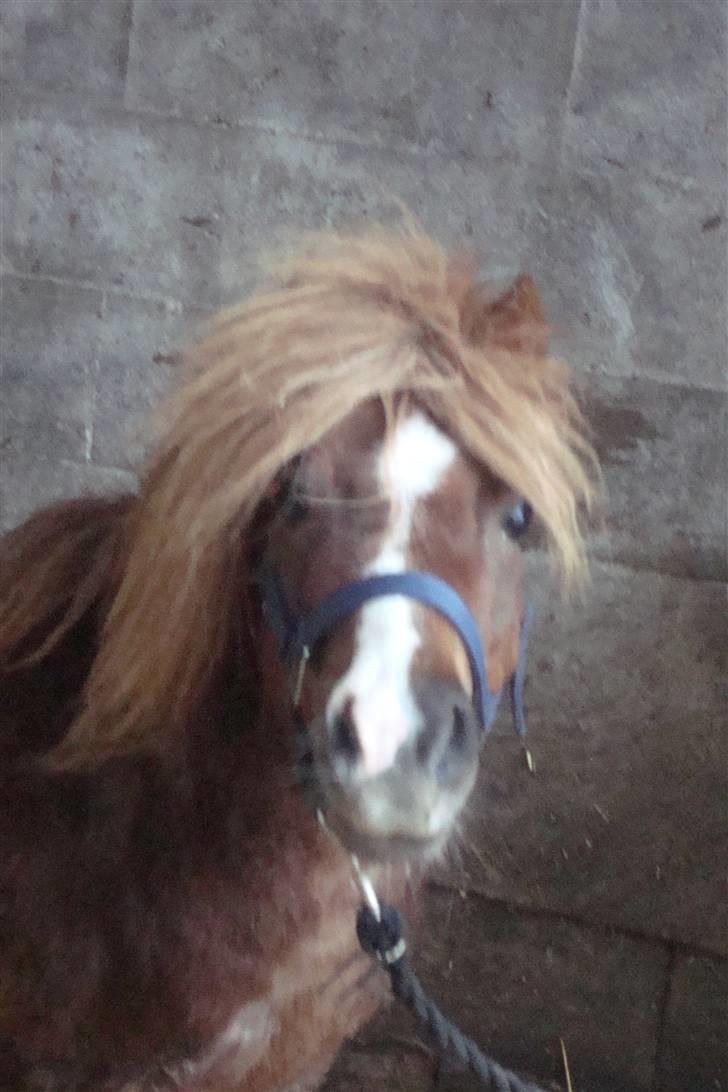 Shetlænder Sandbjerggårds Rasmus*Solgt* - Er han ikke smuk..:) billede 7