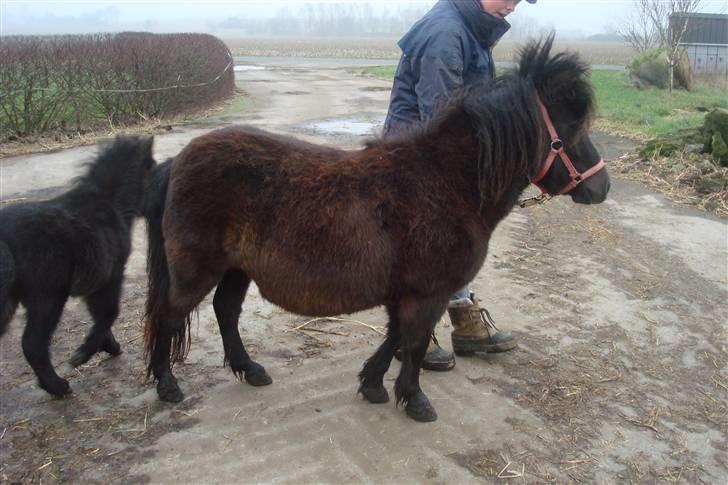 Shetlænder Sandbjerggårds Polle billede 10