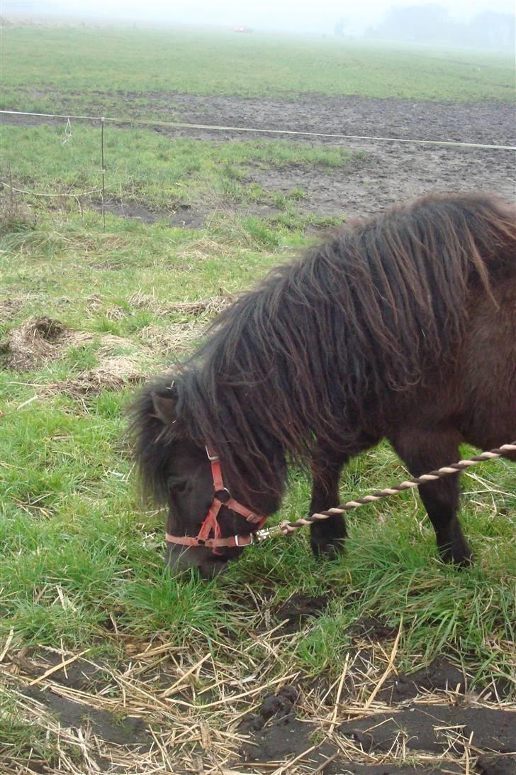 Shetlænder Sandbjerggårds Polle billede 11