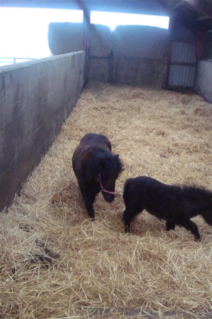 Shetlænder Sandbjerggårds Polle billede 12