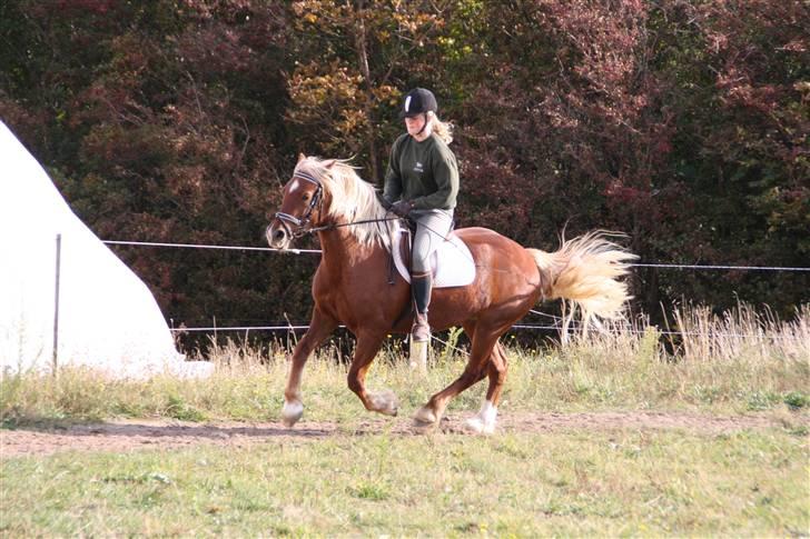 Welsh Cob (sec D) Valhallas Zamba - Oktober 2009           Foto: Katrine Andresen billede 17