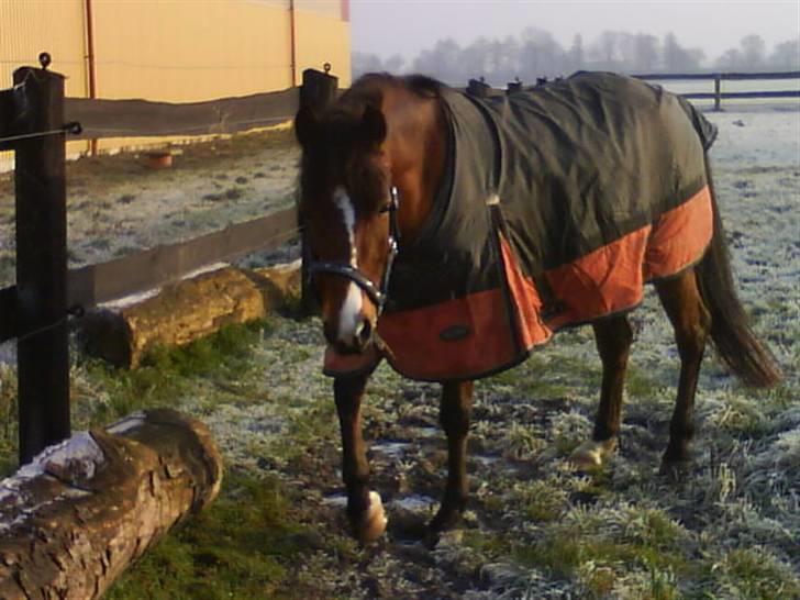 New Forest Fanny billede 12