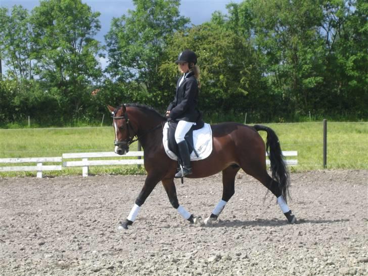 New Forest Fanny - SGR 20/6 09 :) billede 13