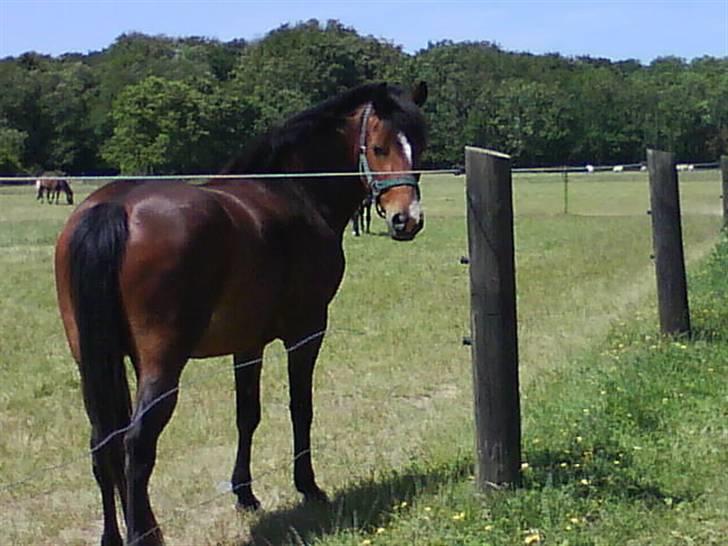 New Forest Fanny billede 14