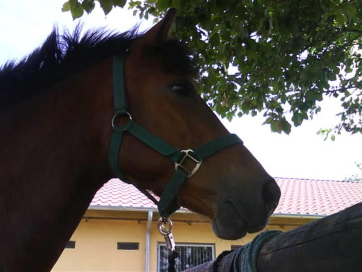 New Forest Fanny billede 15