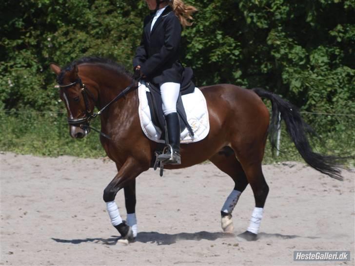 New Forest Fanny - Foto: Julie ;D Sgr Stævne 20/6 09 billede 16