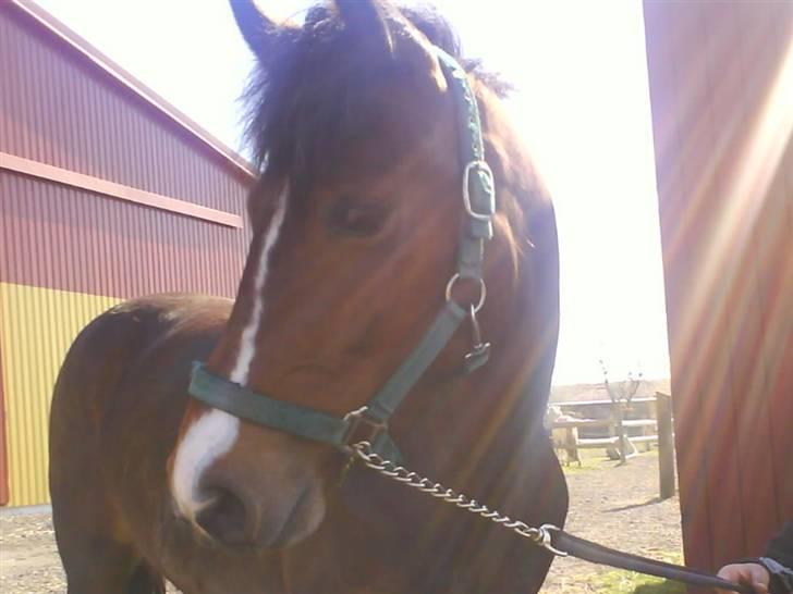 New Forest Fanny - The Star* <3 billede 17