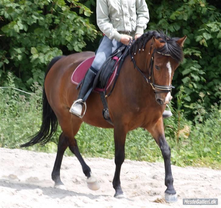 New Forest Fanny - Foto: Julie :D Dagen inde stævnet på SGR 20/6 09 <3 billede 20