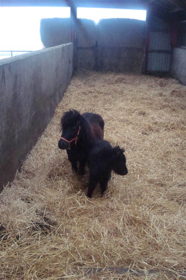 Shetlænder Sandbjerggårds Polle billede 13