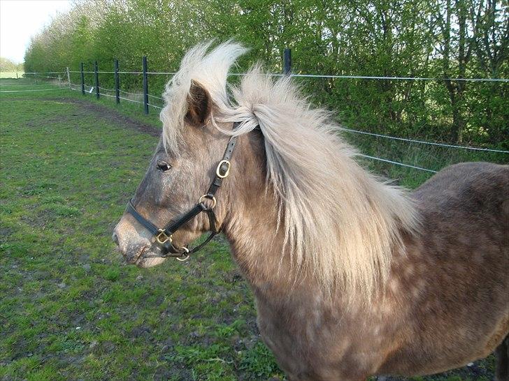Anden særlig race Figaro - Hygge på ridebanen :-). - d. 09-08-2010. billede 9