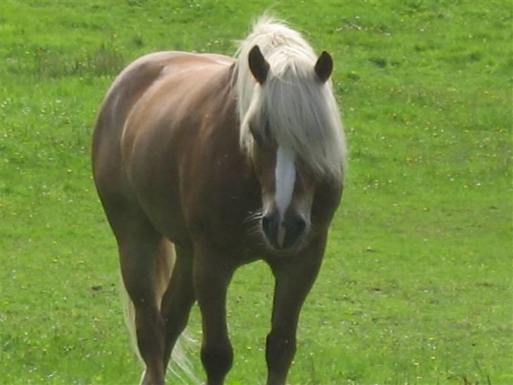 Haflinger Dreams Archi - fordi du kommer når man kalder <3 (:  billede 19