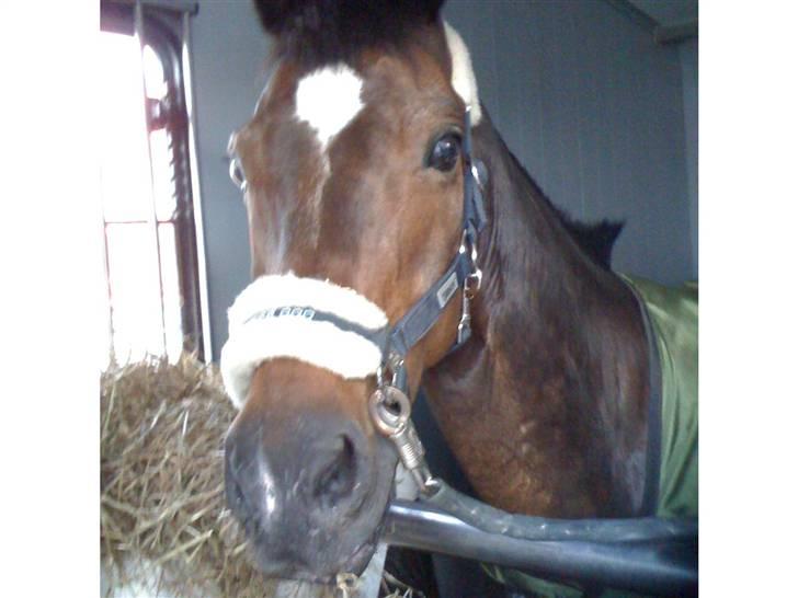 Tysk Sportspony Novell 6*PENSIONERET* - Ude at køre i Minitransport <3 billede 9