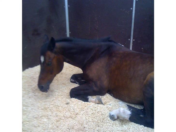 Tysk Sportspony Novell 6*PENSIONERET* - Til stævne i nordthy tror jeg nok<3 billede 10