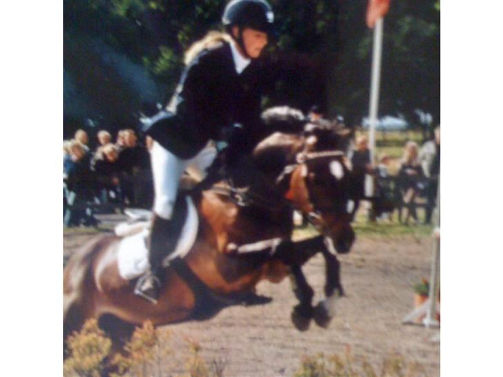 Tysk Sportspony Novell 6*PENSIONERET* - Vandgrav<3 billede 11